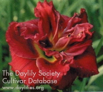 Daylily Hold Me Tight